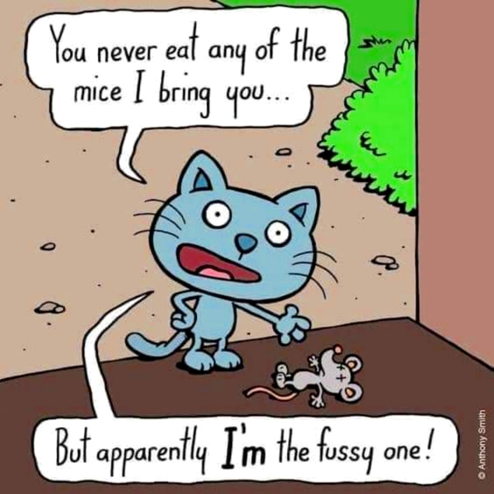 Kitties! 😺